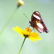 butterfly dp images